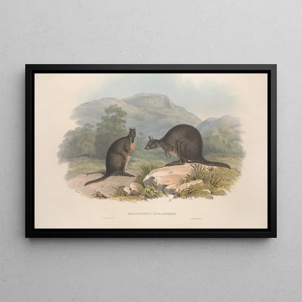 A monograph of the Macropodidae or kangaroo family Pl10 - John Gould — framed artwork on a wall