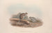A monograph of the Macropodidae or kangaroo family Pl12 - John Gould — artwork view