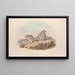 A monograph of the Macropodidae or kangaroo family Pl13 - John Gould — framed artwork on a wall