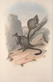 A monograph of the Macropodidae or kangaroo family Pl23 - John Gould — artwork view