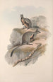 A monograph of the Macropodidae or kangaroo family Pl24 - John Gould — artwork view