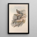 A monograph of the Macropodidae or kangaroo family Pl24 - John Gould — framed artwork on a wall