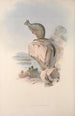 A monograph of the Macropodidae or kangaroo family Pl25 - John Gould — artwork view