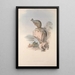 A monograph of the Macropodidae or kangaroo family Pl25 - John Gould — framed artwork on a wall