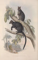 A monograph of Macropodidae or kangaroo family Pl26 - John Gould — artwork view
