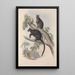 A monograph of Macropodidae or kangaroo family Pl26 - John Gould — framed artwork on a wall