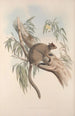 A monograph of the Macropodidae or kangaroo family Pl27 - John Gould — artwork view