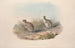 A monograph of Macropodidae or kangaroo family Pl28 - John Gould — artwork view