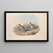 A monograph of Macropodidae or kangaroo family Pl28 - John Gould — framed artwork on a wall