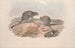 A monograph of Macropodidae or family of kangaroos Pl29 - John Gould — artwork view