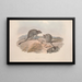 A monograph of Macropodidae or family of kangaroos Pl29 - John Gould — framed artwork on a wall