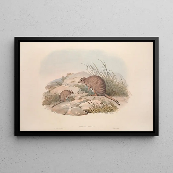 A monograph of the Macropodidae or kangaroo family Pl30 - John Gould — framed artwork on a wall