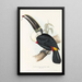 A monograph of the Ramphastidae or toucan family Pl02 - John Gould — framed artwork on a wall