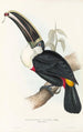 A monograph of the Ramphastidae or toucan family Pl02 - John Gould — artwork view