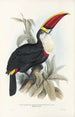 A monograph of the Ramphastidae or toucan family Pl03 - John Gould — artwork view