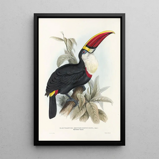 John Gould - A monograph of the Ramphastidae or family of toucans Pl03.webp