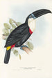 A monograph of the Ramphastidae or toucan family Pl04 - John Gould — artwork view