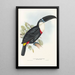 A monograph of the Ramphastidae or toucan family Pl04 - John Gould — framed artwork on a wall