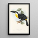 A monograph of Ramphastidae or toucan family Pl05 - John Gould — framed artwork on a wall