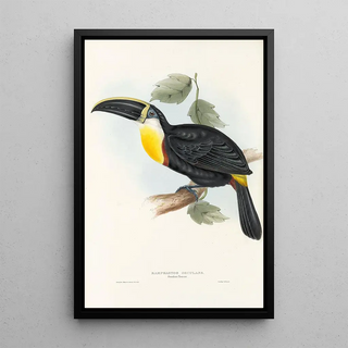 John Gould - A monograph of the Ramphastidae or family of toucans Pl05.webp