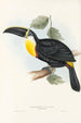 A monograph of Ramphastidae or toucan family Pl05 - John Gould — artwork view