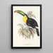 A monograph of the Ramphastidae or toucan family Pl07 - John Gould — framed artwork on a wall