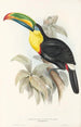 A monograph of the Ramphastidae or toucan family Pl07 - John Gould — artwork view