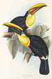 A monograph of the Ramphastidae or toucan family Pl08 - John Gould — artwork view