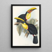 A monograph of the Ramphastidae or toucan family Pl08 - John Gould — framed artwork on a wall