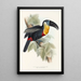 A monograph of the Ramphastidae or toucan family Pl09 - John Gould — framed artwork on a wall
