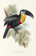 A monograph of the Ramphastidae or toucan family Pl09 - John Gould — artwork view