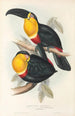 A monograph of the Ramphastidae or toucan family Pl10 - John Gould — artwork view