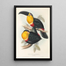 A monograph of the Ramphastidae or toucan family Pl10 - John Gould — framed artwork on a wall