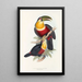 A monograph of the Ramphastidae or toucan family Pl11 - John Gould — framed artwork on a wall