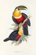 A monograph of the Ramphastidae or toucan family Pl11 - John Gould — artwork view