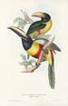 A monograph of the Ramphastidae or toucan family Pl12 - John Gould — artwork view