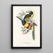 A monograph of the Ramphastidae or toucan family Pl12 - John Gould — framed artwork on a wall