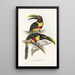 A monograph of the Ramphastidae or toucan family Pl13 - John Gould — framed artwork on a wall