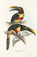 A monograph of the Ramphastidae or toucan family Pl13 - John Gould — artwork view