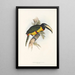 A monograph of the Ramphastidae or toucan family Pl14 - John Gould — framed artwork on a wall