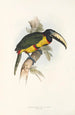 A monograph of the Ramphastidae or toucan family Pl14 - John Gould — artwork view