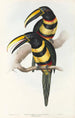 A monograph of the Ramphastidae or toucan family Pl15 - John Gould — artwork view