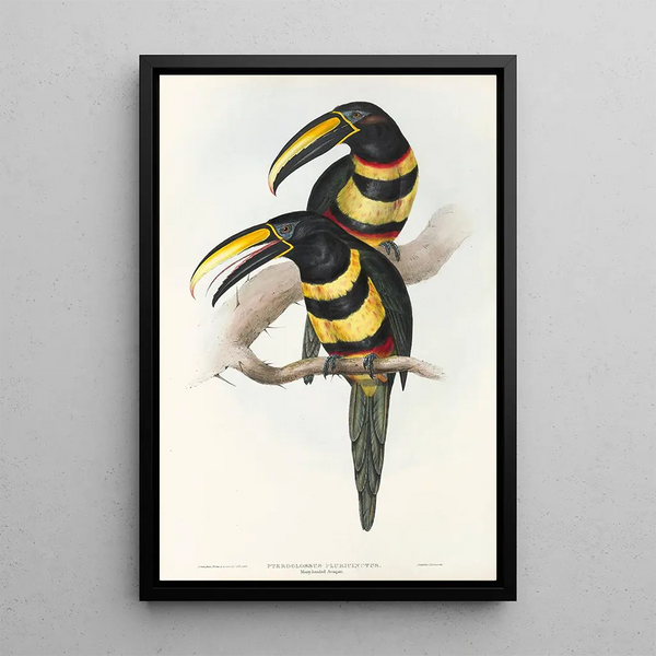 A monograph of the Ramphastidae or toucan family Pl15 - John Gould — framed artwork on a wall