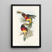 A monograph of the Ramphastidae or toucan family Pl16 - John Gould — framed artwork on a wall