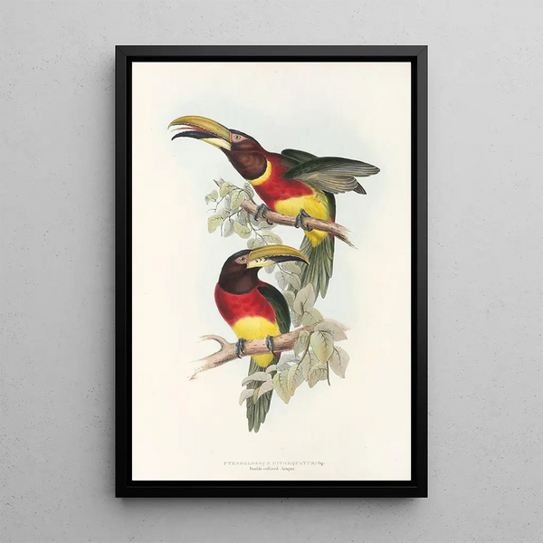 A monograph of the Ramphastidae or toucan family Pl16 - John Gould — framed artwork on a wall