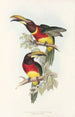 A monograph of the Ramphastidae or toucan family Pl16 - John Gould — artwork view