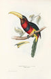 A monograph of the Ramphastidae or toucan family Pl17 - John Gould — artwork view