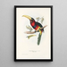 A monograph of the Ramphastidae or toucan family Pl17 - John Gould — framed artwork on a wall