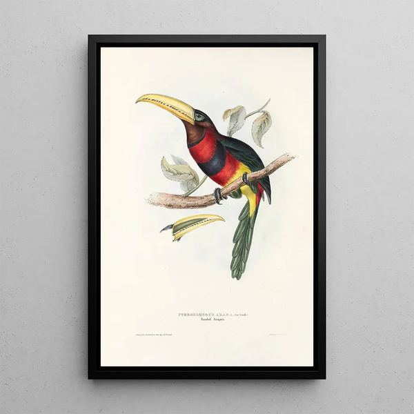 A monograph of the Ramphastidae or toucan family Pl17 - John Gould — framed artwork on a wall