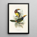 A monograph of the Ramphastidae or toucan family Pl18 - John Gould — framed artwork on a wall